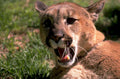 mountain lion portrait 1980s 1990s A4 Photo Print