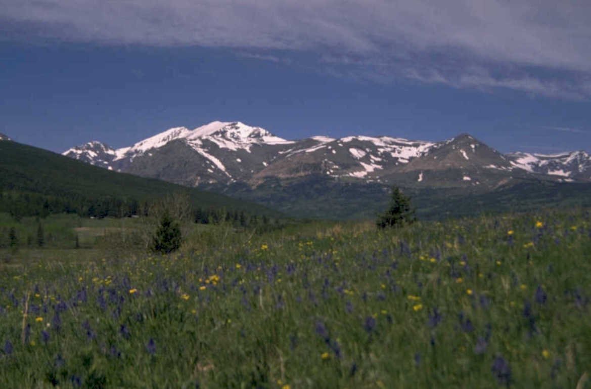 mountain meadow wildflowers 1980s 1990s A4 Photo Print
