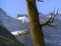 mountain tree snow1980s 1990s A4 Photo Print