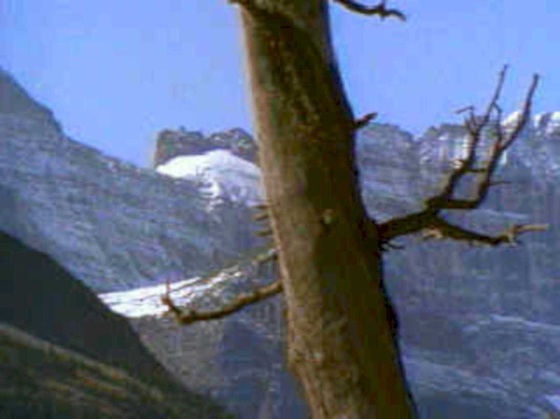 mountain tree snow1980s 1990s A4 Photo Print