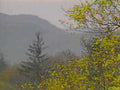 mountain vista tree1980s 1990s A4 Photo Print