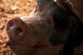muddy pig detail1980s 1990s A4 Photo Print