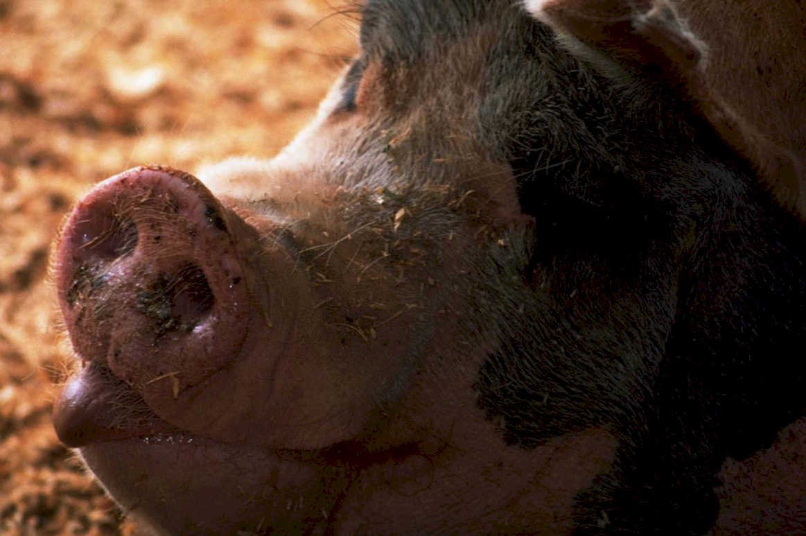 muddy pig detail1980s 1990s A4 Photo Print