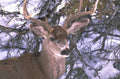 mule deer winter 1980s 1990s A4 Photo Print