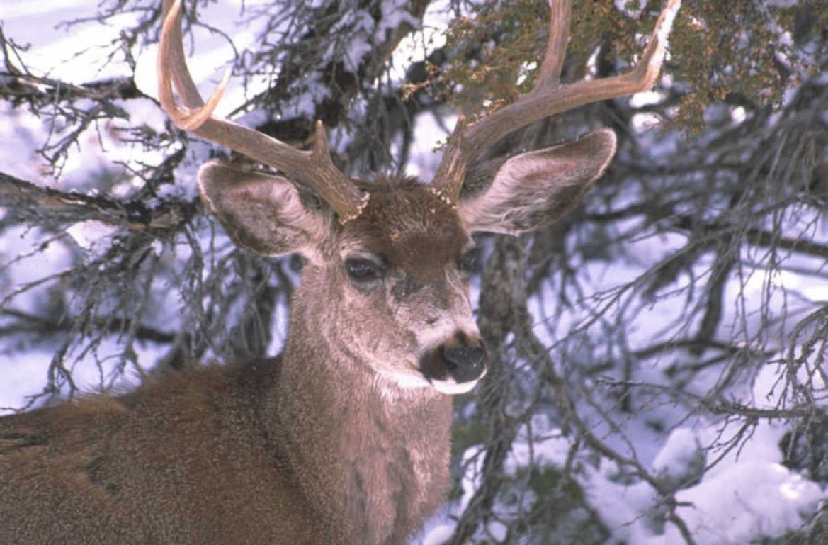 mule deer winter 1980s 1990s A4 Photo Print