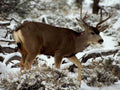 mule deer winter1980s 1990s A4 Photo Print