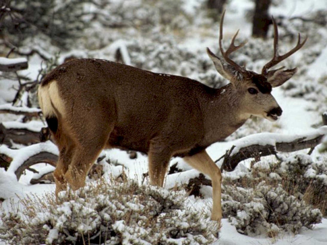 mule deer winter1980s 1990s A4 Photo Print