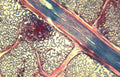 muscle fibers tissue Vintage A4 Photo Print
