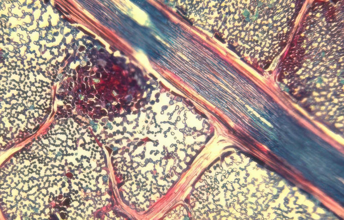 muscle fibers tissue Vintage A4 Photo Print
