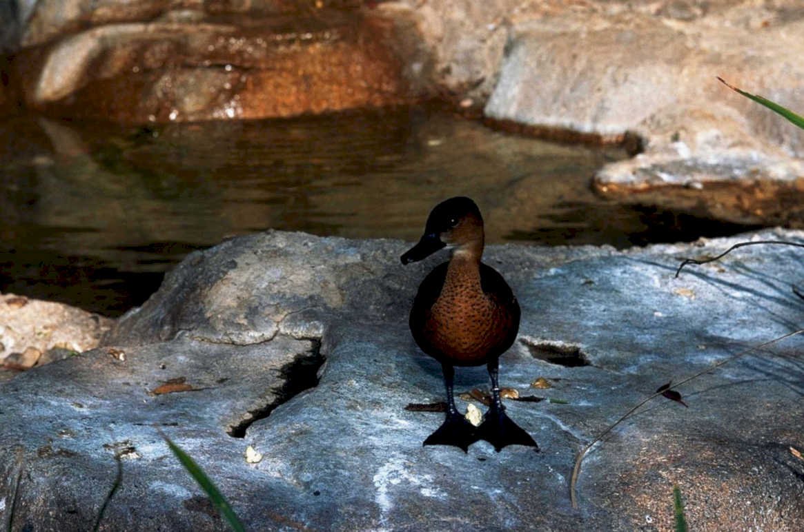 muscovy duck rock1980s 1990s A4 Photo Print