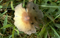 mushroom agaricus print Vintage A4 Photo Print