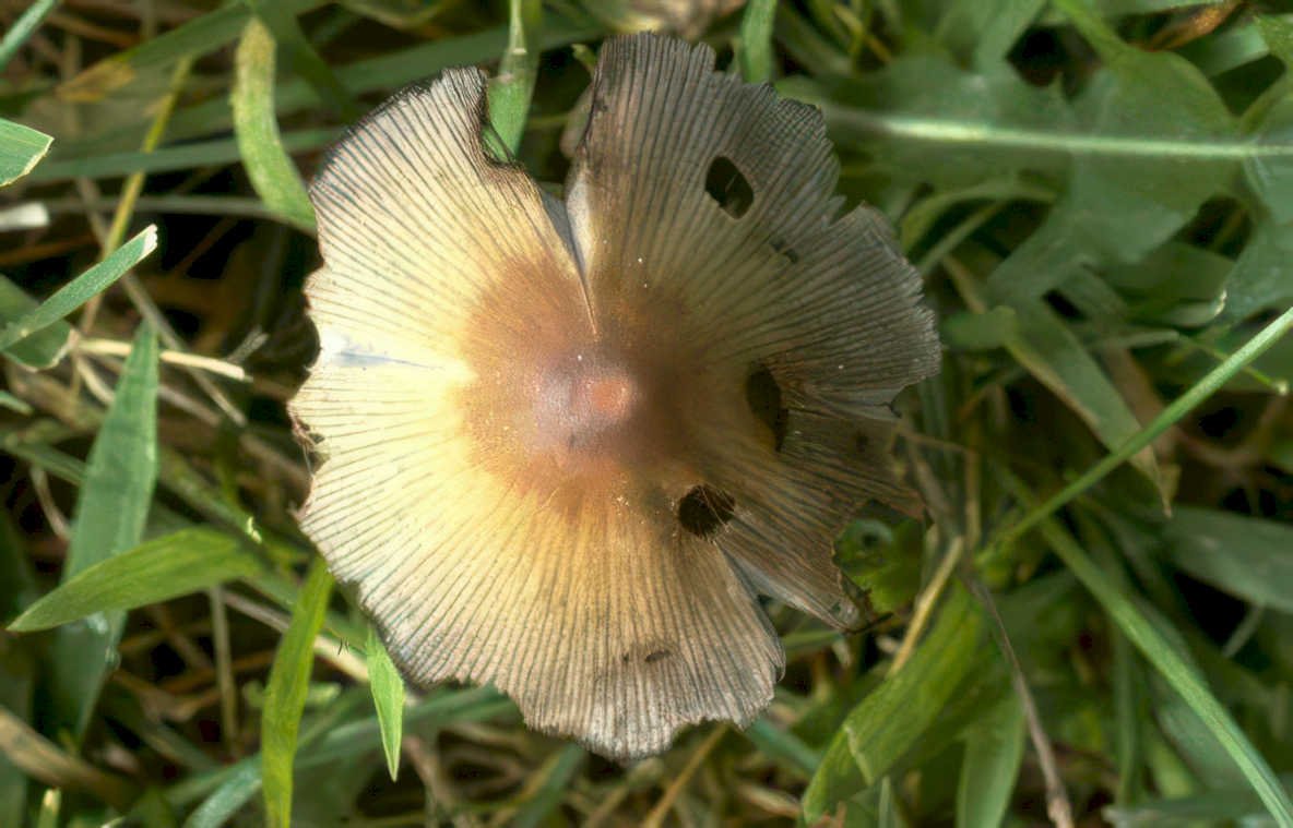 mushroom agaricus print Vintage A4 Photo Print