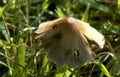 mushroom arvensis spots Vintage A4 Photo Print