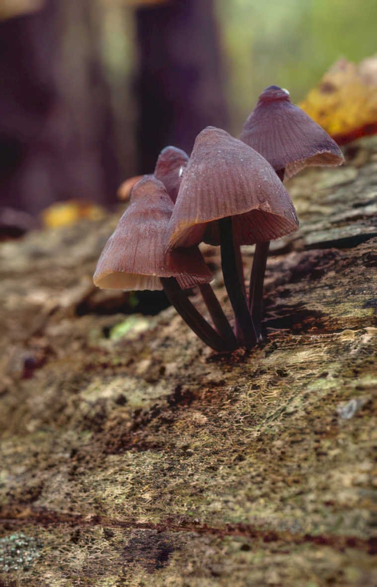 mushroom cluster mycena Vintage A4 Photo Print