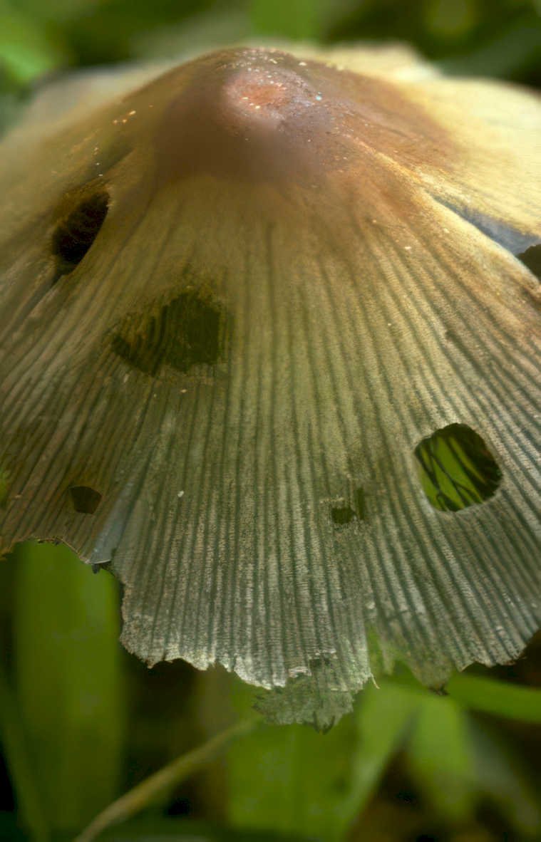 mushroom holes gill Vintage A4 Photo Print