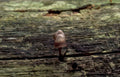 mushroom log nail Vintage A4 Photo Print