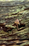 mushroom trunk moss Vintage A4 Photo Print