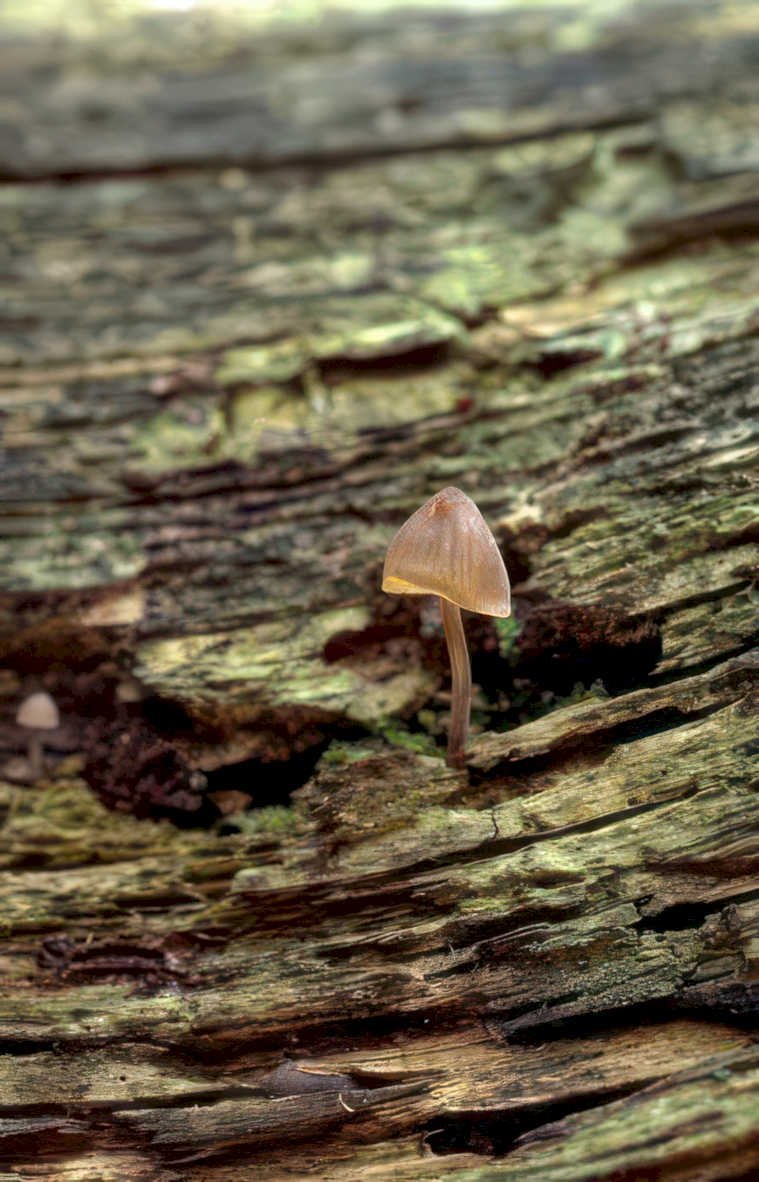 mushroom trunk moss Vintage A4 Photo Print