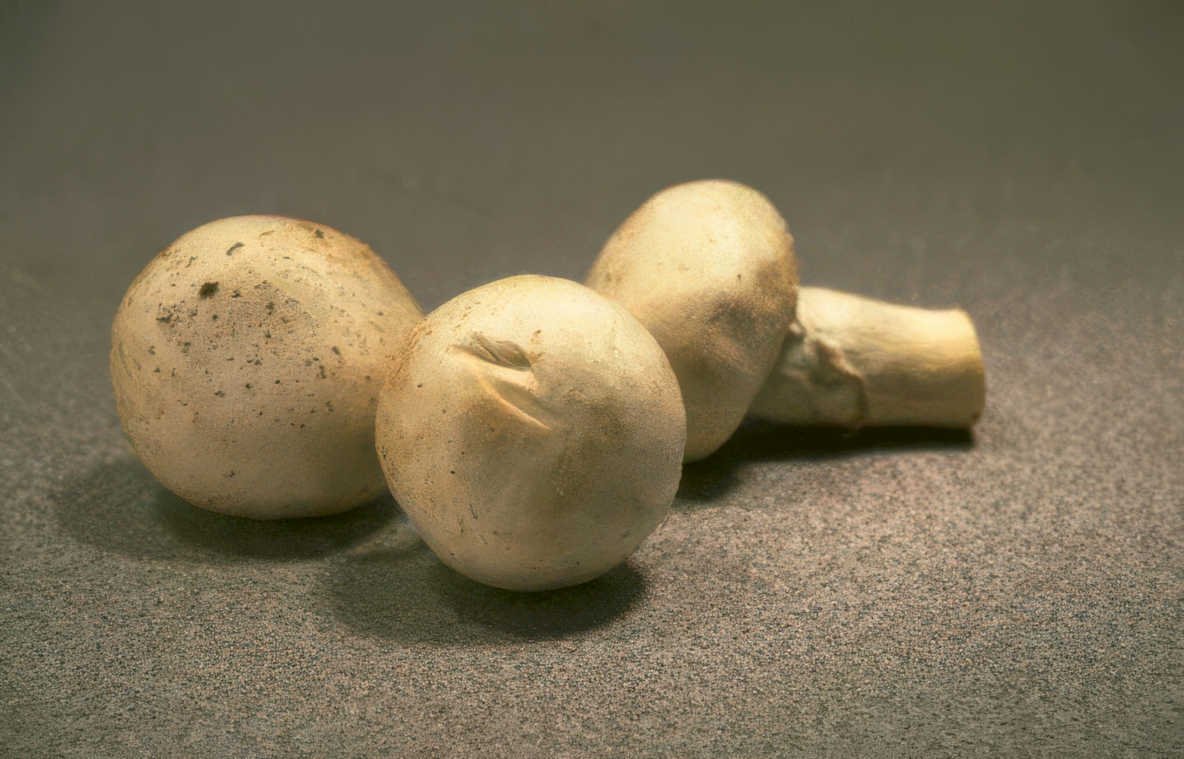 mushrooms countertop shadow Vintage A4 Photo Print