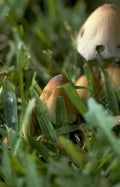mushrooms everglades grass Vintage A4 Photo Print