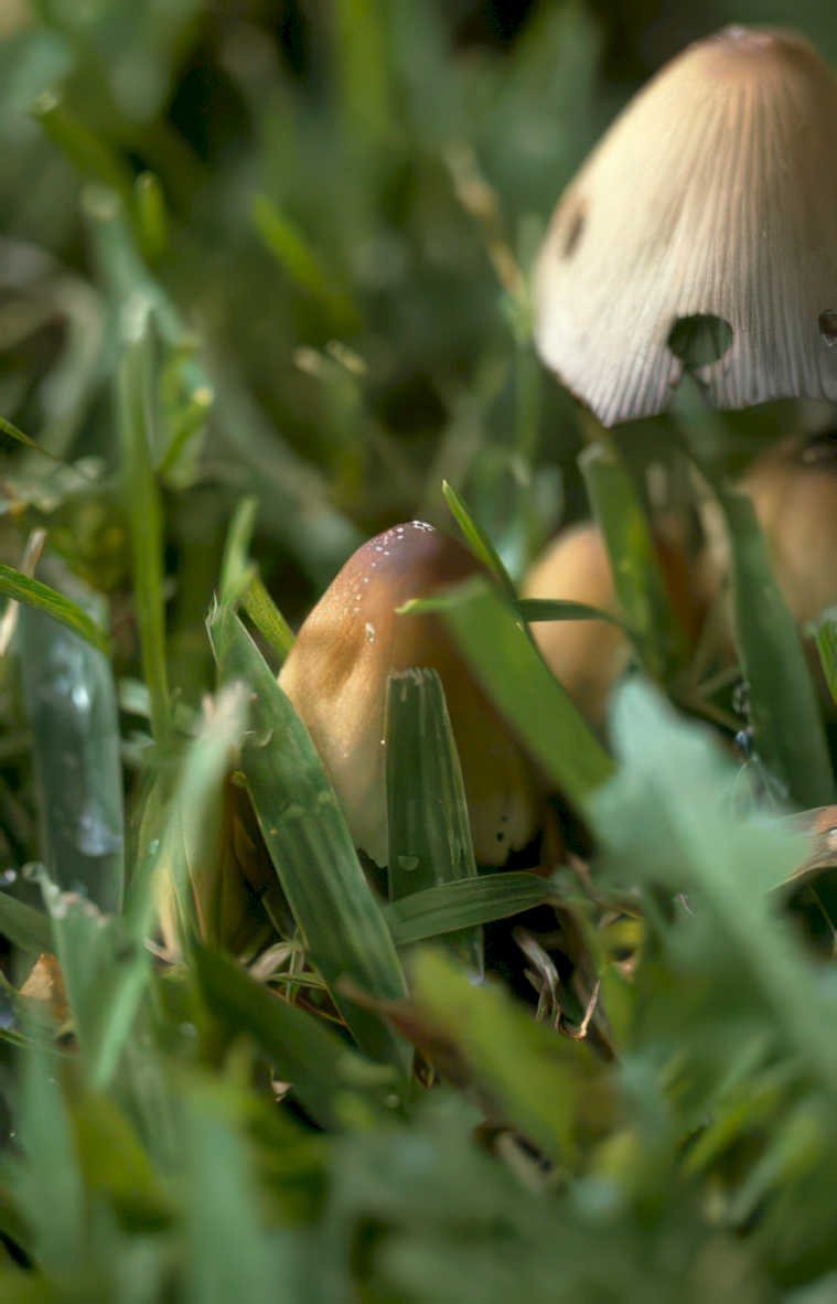 mushrooms everglades grass Vintage A4 Photo Print