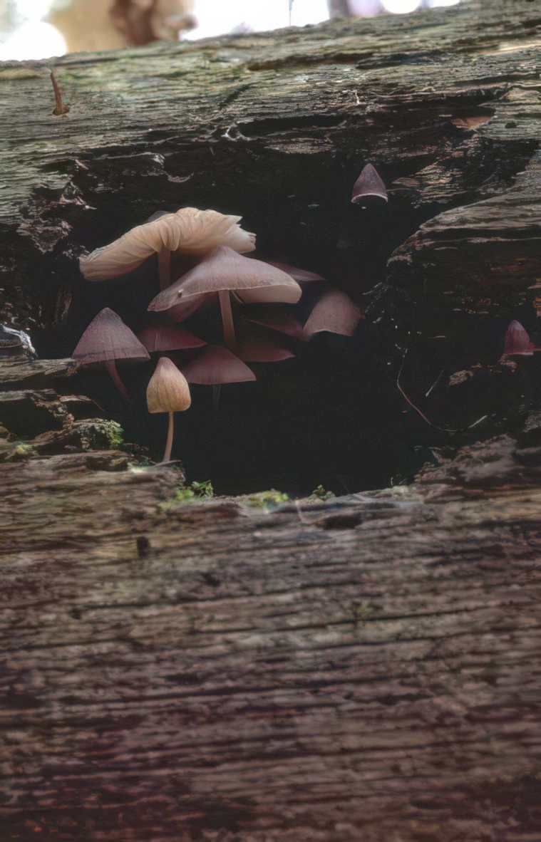 mushrooms forest decay Vintage A4 Photo Print