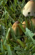 mushrooms grass Vintage A4 Photo Print