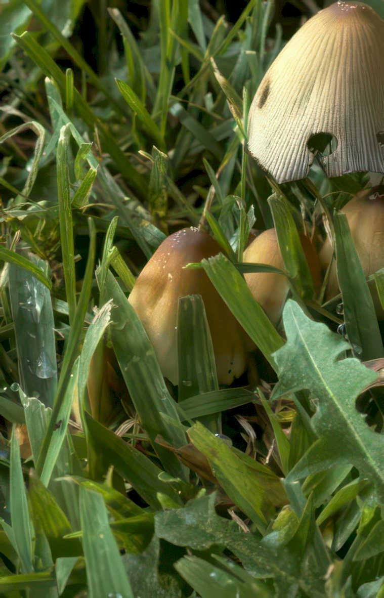 mushrooms grass Vintage A4 Photo Print