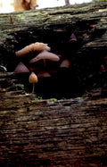 mushrooms log detail GIGA 2