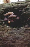 mushrooms treehollow pinkpurple Vintage A4 Photo Print