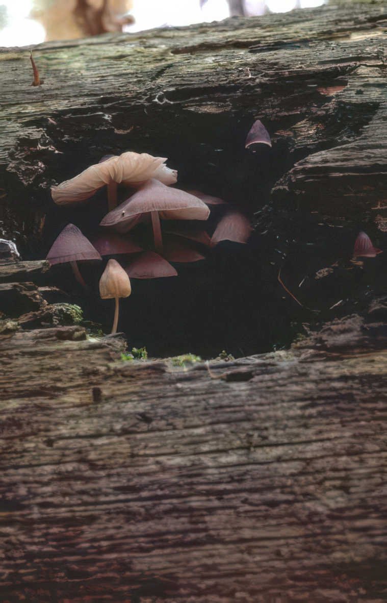mushrooms treehollow pinkpurple Vintage A4 Photo Print
