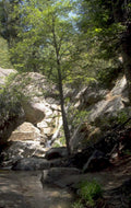 narrow creek trees 1980s 1990s A4 Photo Print