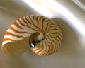 nautilus shell spiral1980s 1990s A4 Photo Print