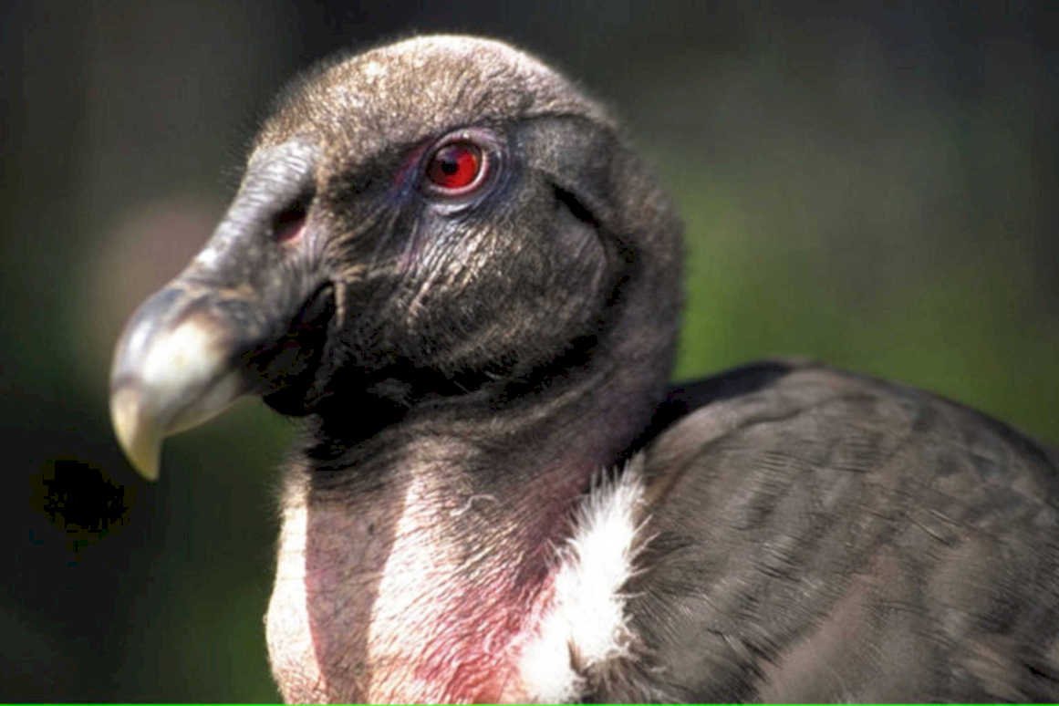 necrotic vulture portrait1980s 1990s A4 Photo Print