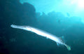 needlefish gray reef Vintage A4 Photo Print