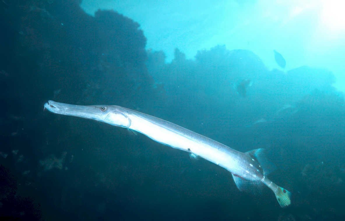 needlefish gray reef Vintage A4 Photo Print