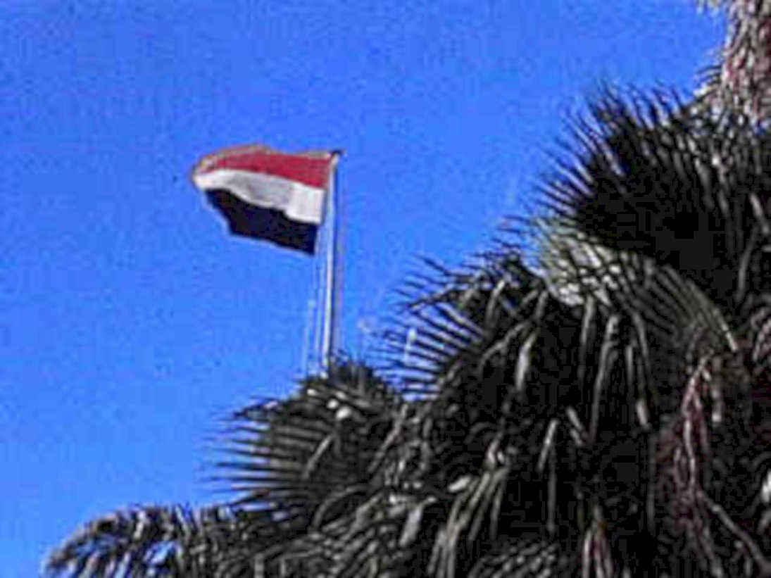 netherlands flag palm1980s 1990s A4 Photo Print