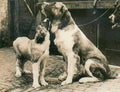 newfoundland puppy cobblestone Vintage world war A4 Photo Print