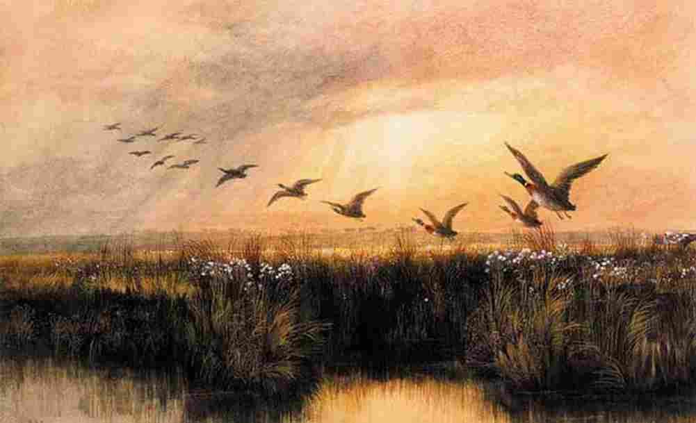 nich Mallards in Flight Art A4 Photo Print