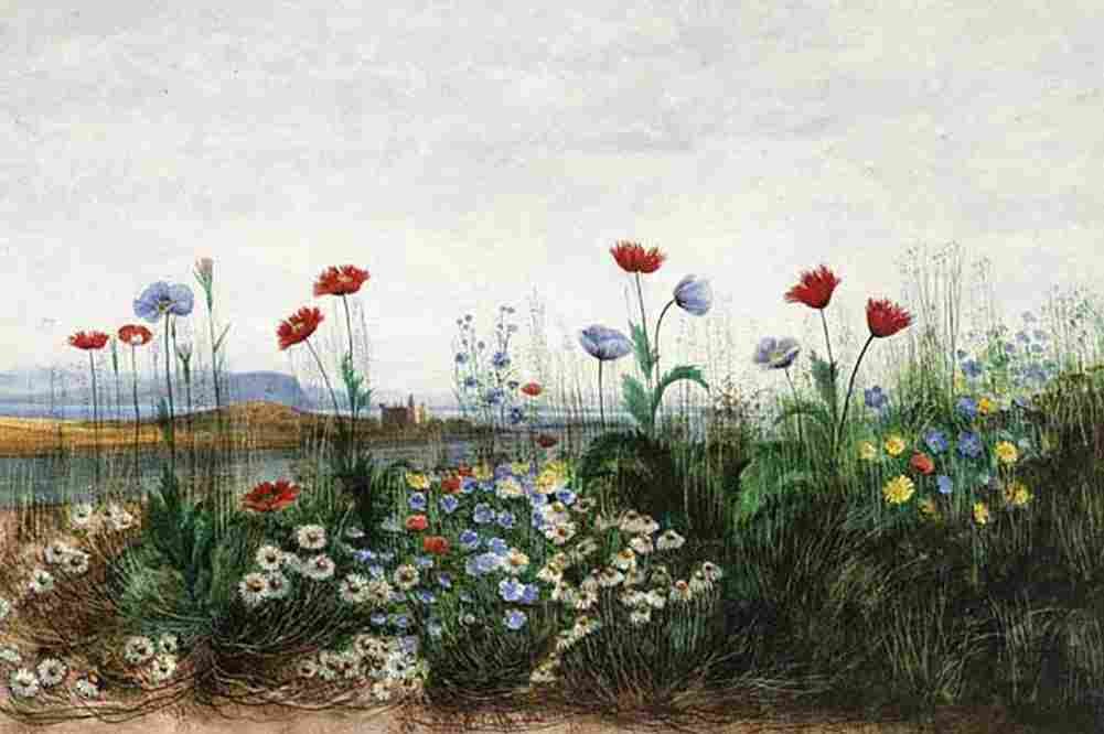 nich Wild Flowers with View of Doe Castle Art A4 Photo Print