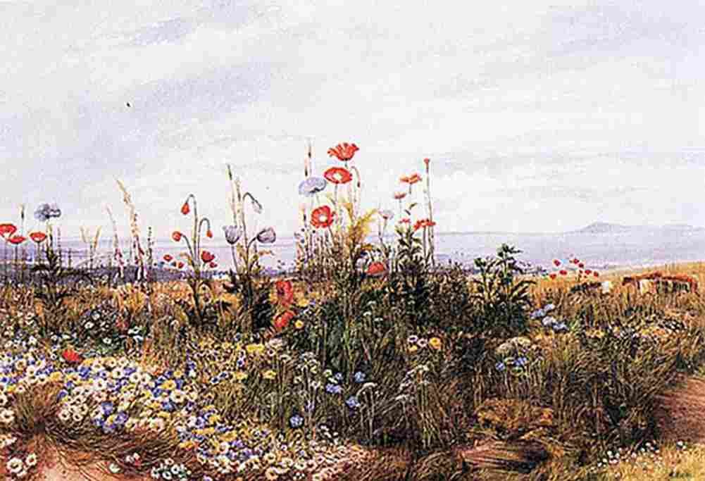 nich Wildflowers with a View of Dublin Art A4 Photo Print