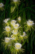 night cereus flowers 1980s 1990s A4 Photo Print