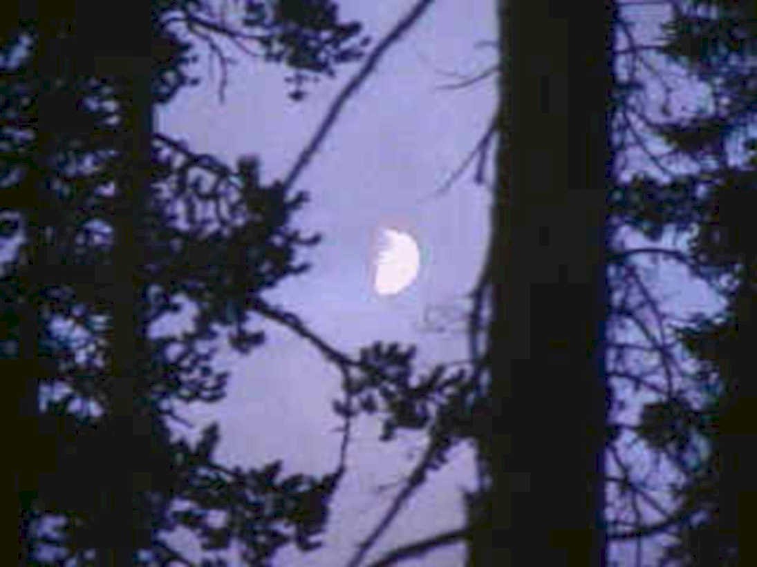 night forest purple1980s 1990s A4 Photo Print
