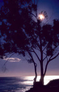 night moon eucalyptus Vintage A4 Photo Print