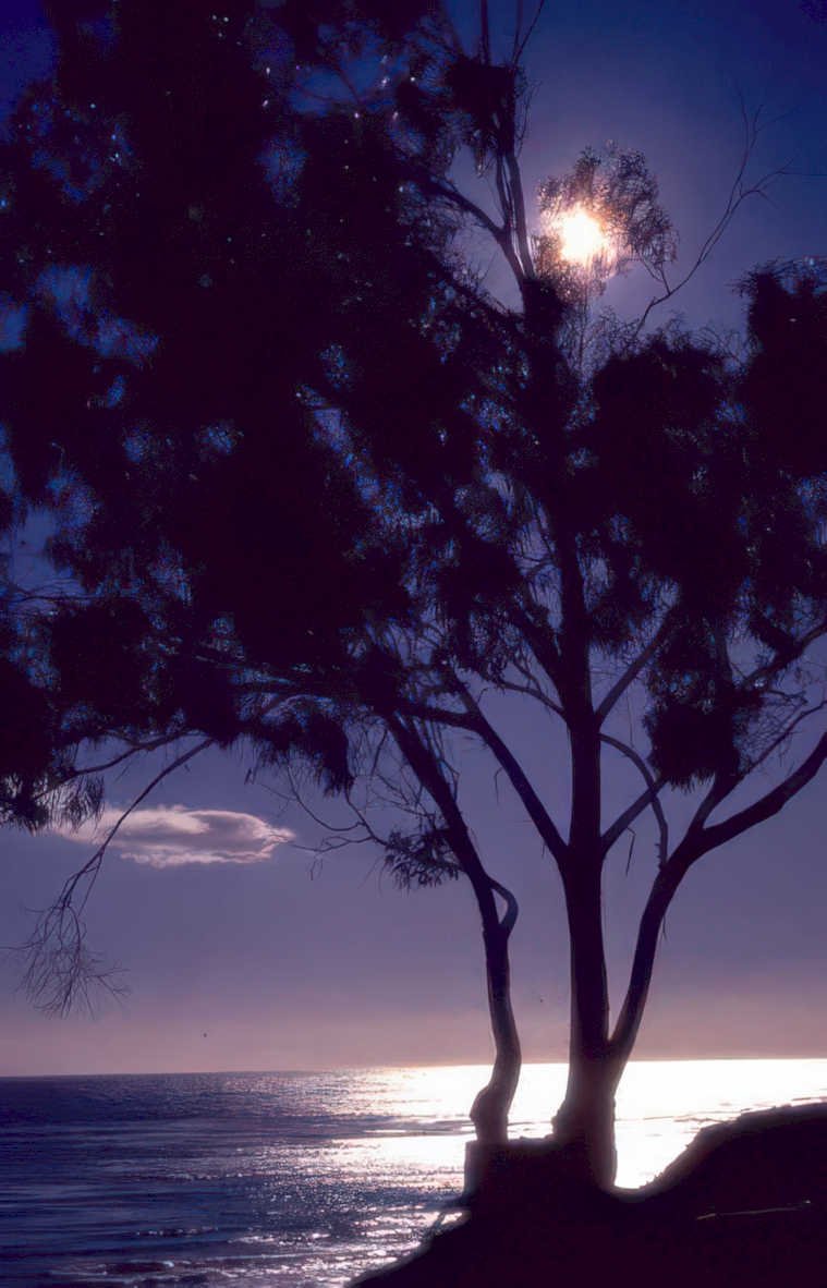 night moon eucalyptus Vintage A4 Photo Print
