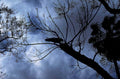night tree crow1980s 1990s A4 Photo Print