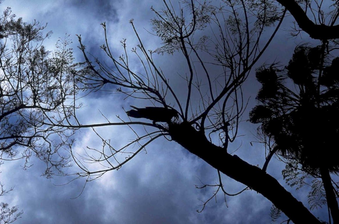 night tree crow1980s 1990s A4 Photo Print