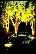 night trees light Vintage A4 Photo Print