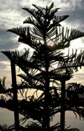 norfolk island pines Vintage A4 Photo Print