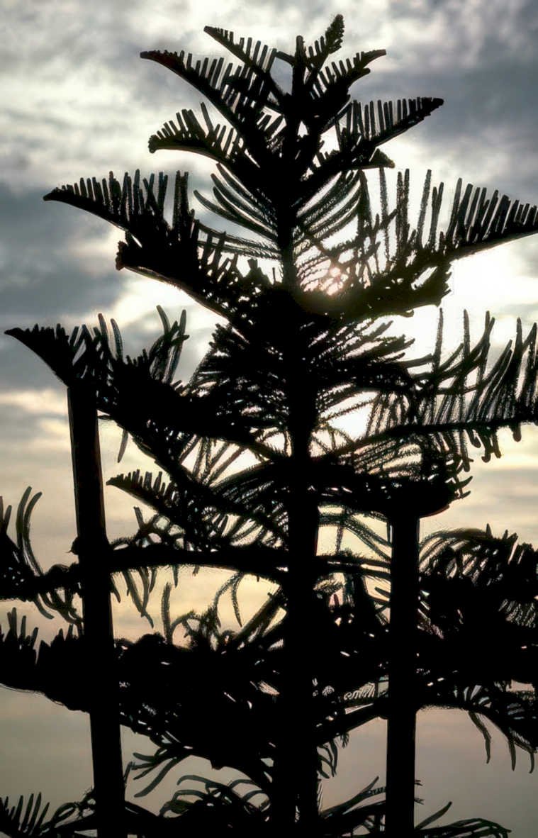 norfolk island pines Vintage A4 Photo Print